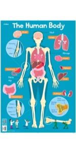 Collins Childrens Poster Human Body